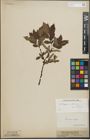 Foto von Salix lapponum L. x Salix silesiaca Willd.